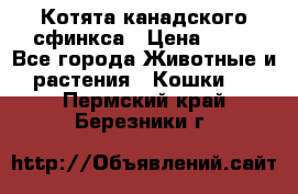 Котята канадского сфинкса › Цена ­ 15 - Все города Животные и растения » Кошки   . Пермский край,Березники г.